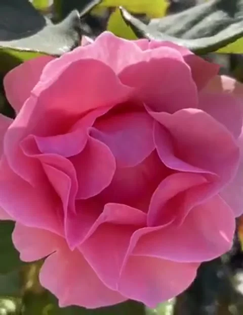 Amazing timelapse flower Vídeos de archivo 131892133