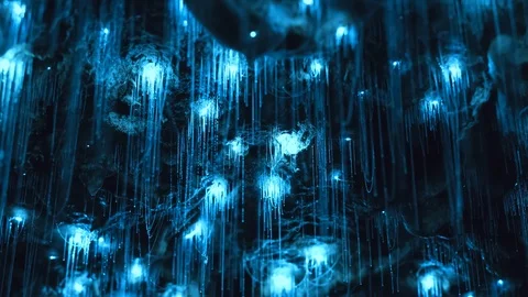Amazing timelapse of Glow worms in pristine secret cave in New Zealand. Stock Footage