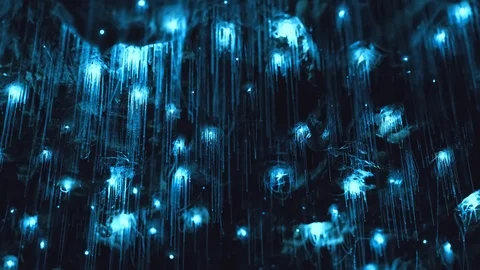 Amazing timelapse of Glow worms in pristine secret cave in New Zealand. Vidéo 118693057