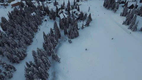 Amazing top down aerial drone view of a group of pine trees Stock Footage 264985785