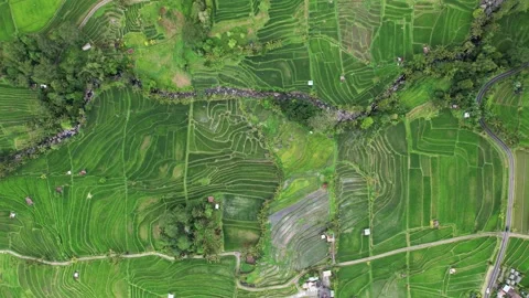 Amazing top-down view of geometrical rice fields at smooth hills, panning motion Stock Footage 239003707