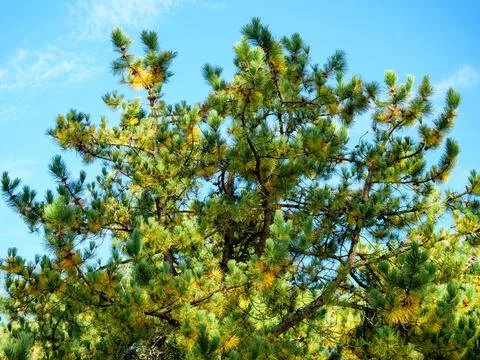 Amazing top of a pine tree with long needles on branches Stock Photos