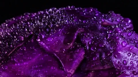 Amazing top of red cabbage head in water drops close up Stock-Footage 78382838