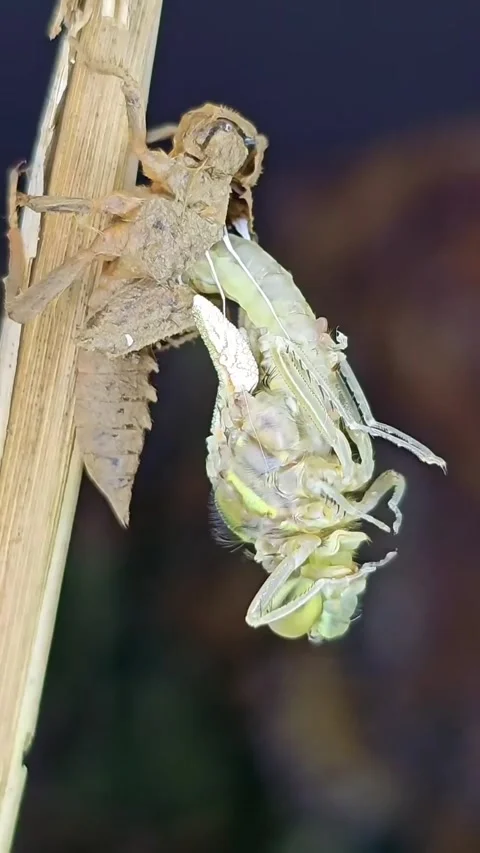 The amazing transformation of dragonfly wings Stock Footage 325639780