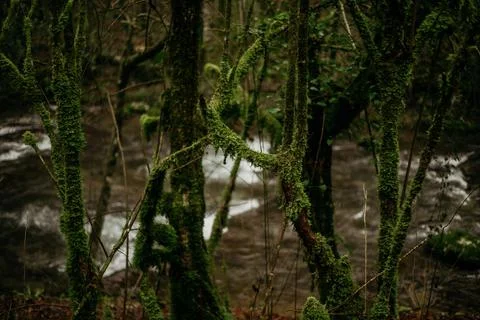 Amazing tree in forrest 스톡 사진