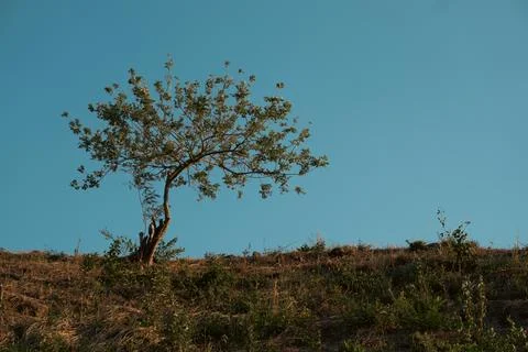 Amazing tree to lay down and relax Foto stock