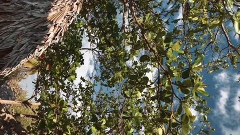 Amazing tree in the Macao beach Punta Cana Dominican Republic. Vertical footage Stock Footage 243589519