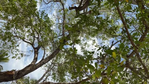 Amazing tree in the Macao beach Punta Cana Dominican Republic. Vertical footage Stock Footage 243841270