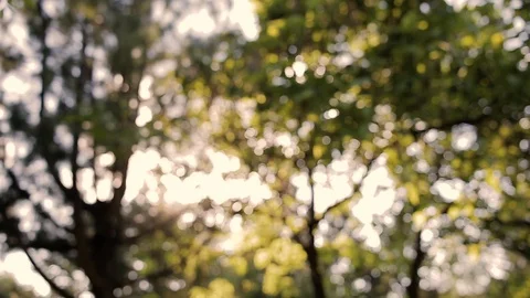 Amazing tree in park with sunset in background Stock Footage 87387885