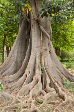 Amazing tree roots Stock Photos