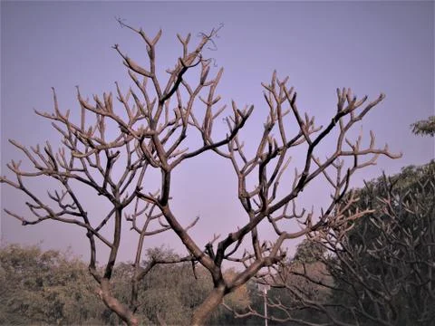 Amazing tree with tiny branches but no leaves. Fotos Stock