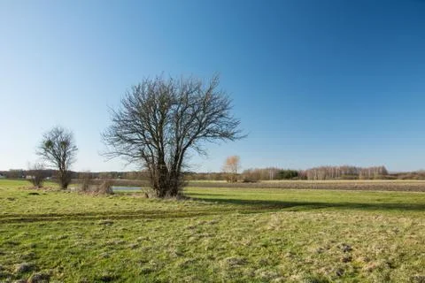 Amazing tree without leaves on a green meadow Stock Photos
