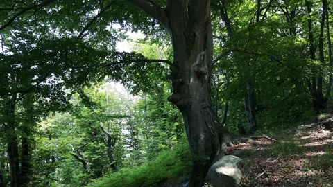 Amazing Tree in the Woods Stock Footage 161883008