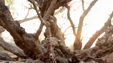 Amazing trees walk around. Stock Footage 37564786