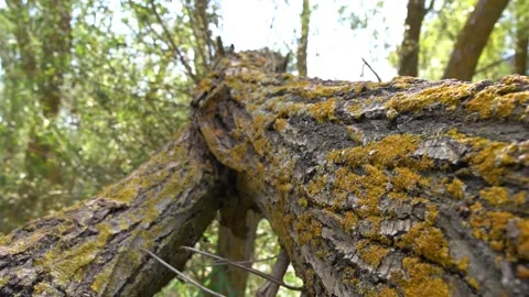 The amazing trunk of the tree Video stock 163823370