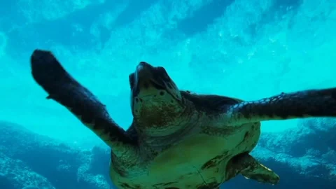 Amazing turtle flying in an aquarium Stockbeeldmateriaal 244459659