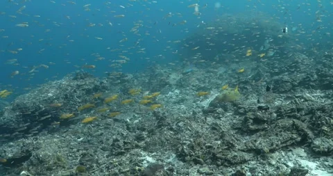 Amazing undersea shot of different groups of fishes schooling. Stock Footage 262316984