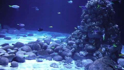 Amazing undersea world Video stock 78679559