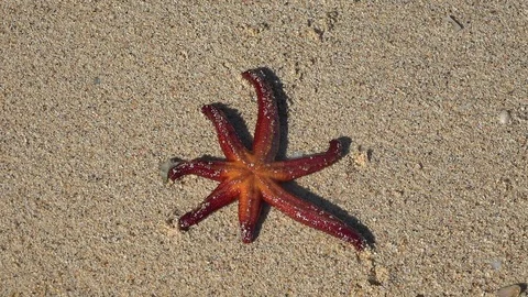 The amazing underside of a Starfish. Stock Footage 104916296