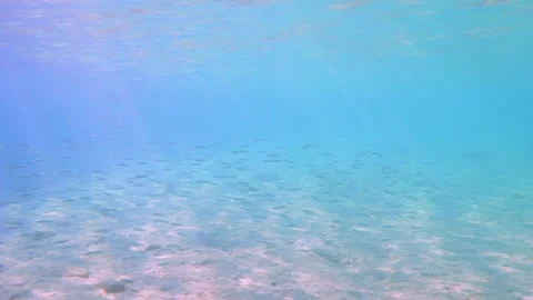 Amazing Underwater View, A School of Small Fish Move Slow Motion, HD Stock Footage 150706292