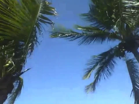 Amazing view on the beach from the side of two coconut trees Stock Footage 158861679