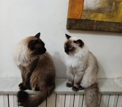 Amazing view between two cats looking at each others Stock Photos