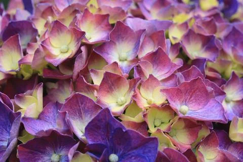 Amazing view of blooming Hydrangea(Big-leaf Hyrdangea) flowers Stock Photos