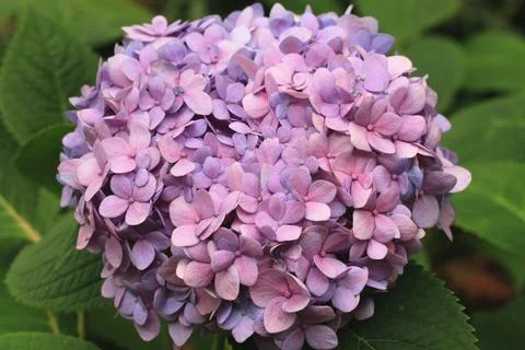 Amazing view of blooming Hydrangea(Big-leaf Hyrdangea) flower Stock Photos