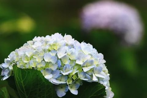 Amazing view of blooming Hydrangea(Big-leaf Hyrdangea) flower Stock Photos