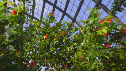 Amazing view of camera tracking butterfly in Butterfly farm, Penang Georgetown Stock-Footage 108795240