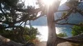 Amazing view of cypress grove and the Black sea, Crimean landscapes, nature 4k or 4k+ Resolution