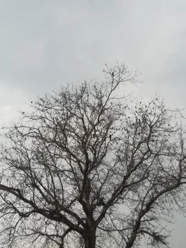 Amazing view of the dark tree Stock Photos