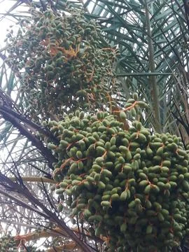 Amazing view of the Dates bunch Stockfoto's