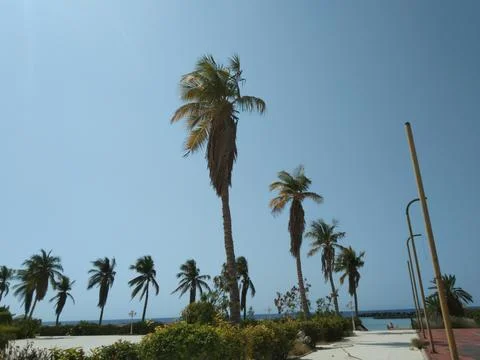 Amazing view of the dates trees Foto stock