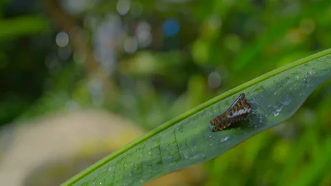 Amazing view of an insert on a leaf with water fall in the back Stock Footage 108797493