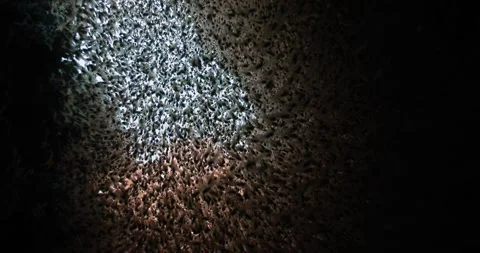 Amazing view from inside a sea cave of tiny fishes. 스톡 동영상 262316473