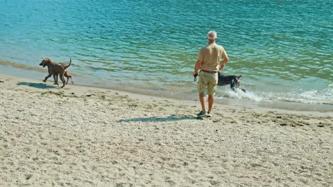Amazing view of a man playing with the dogs at the seashore in Como. Stock Footage 237140088