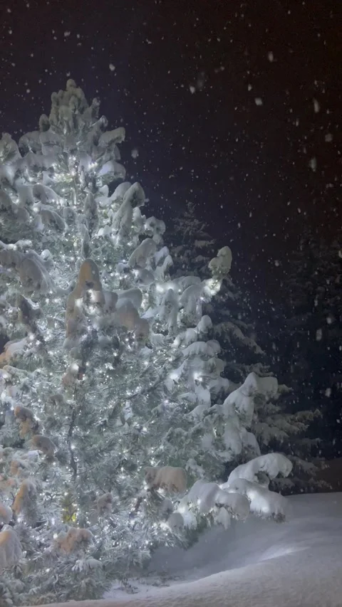 Amazing view of pine trees under snow Stock Footage 337227800