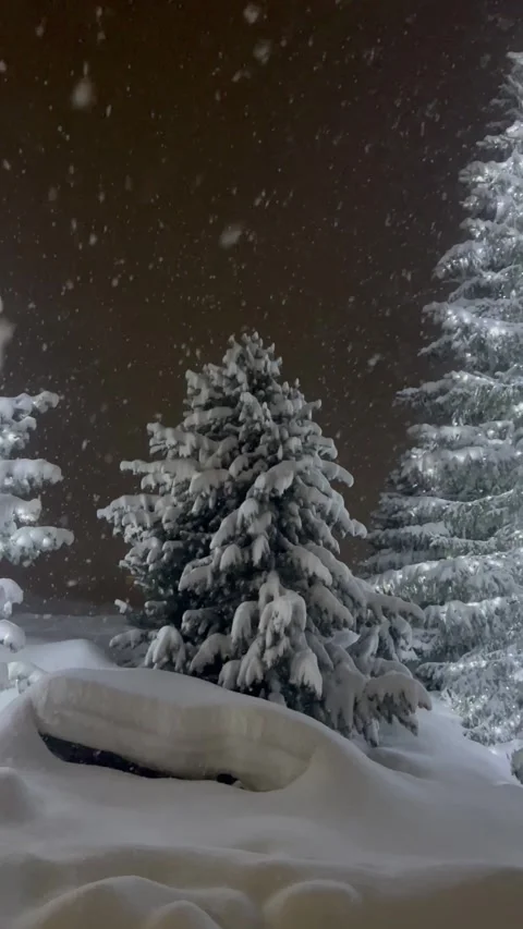Amazing view of pine trees under snow Stock Footage 337228110