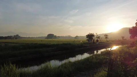 Amazing view of rice fields at sunset from drone 스톡 동영상 287226703