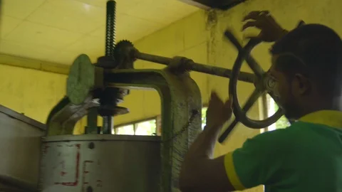 Amazing view of rolling tea leaves Machine operator Stock Footage 107336683
