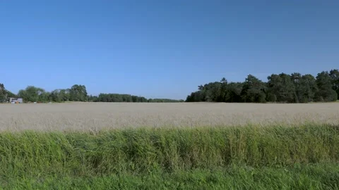 Amazing  view on rye field in august.  Agriculture concept. Sweden. Stock Footage 136859368
