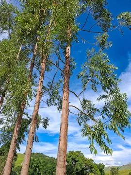 Amazing view showing eucalyptus trees Stock Photos