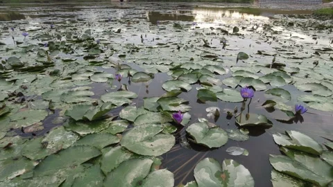Amazing view of slow motion backward of purple water lily at a pond. 4K Stock Footage 219743057