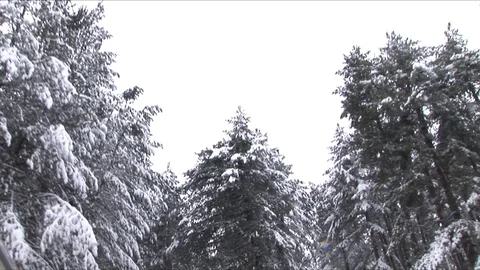 Amazing view of the snow covered trees - dolly Stock Footage 75994453