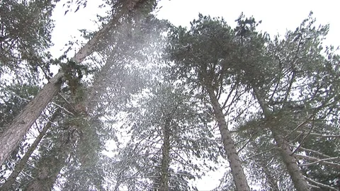 Amazing view of the snow falling from the trees Stock Footage 75992454