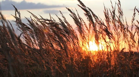 Amazing view - sunset in the summer. Stock Footage 67204584