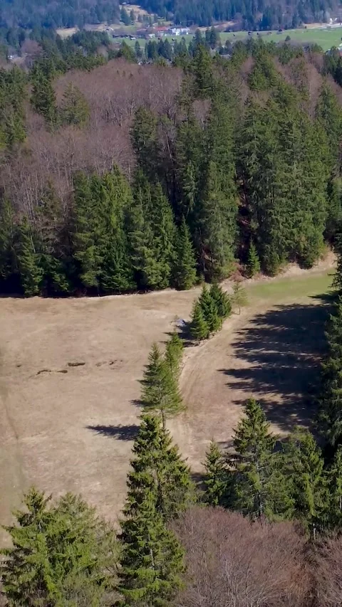 Amazing View of Trees and Open Land in the Forest During a Sunny Day in Stock Footage 334858629