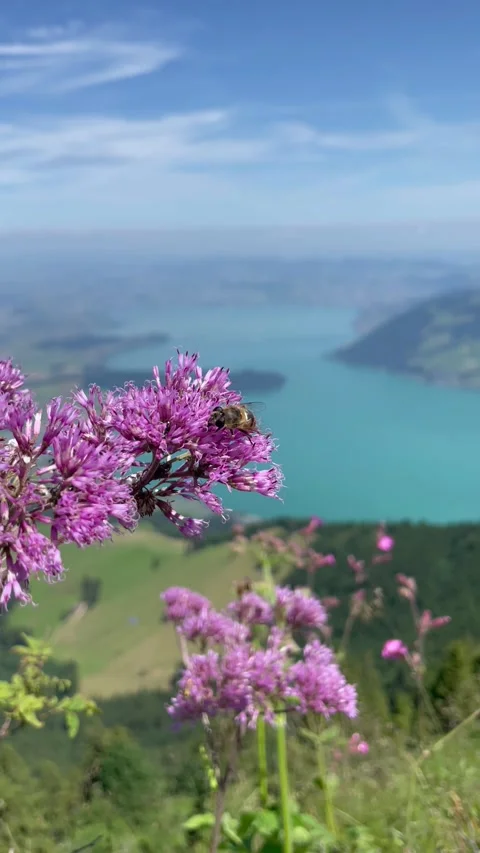 Amazing view of turquoise blue alpine lake with wildflowers and bees 스톡 동영상 334942216