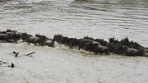 Amazing view of the Wildebeest Migration in the Mara river. Stock Footage 331297089